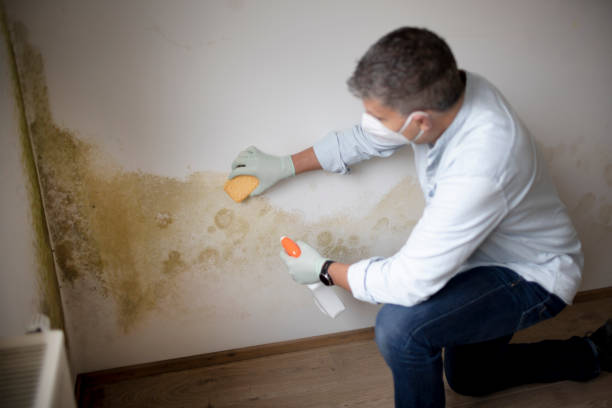 Best Comprehensive Air Testing for Mold Contaminants  in Woodsville, NH