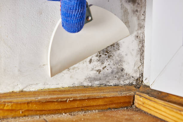 Best HVAC Mold Inspection and Cleaning  in Woodsville, NH